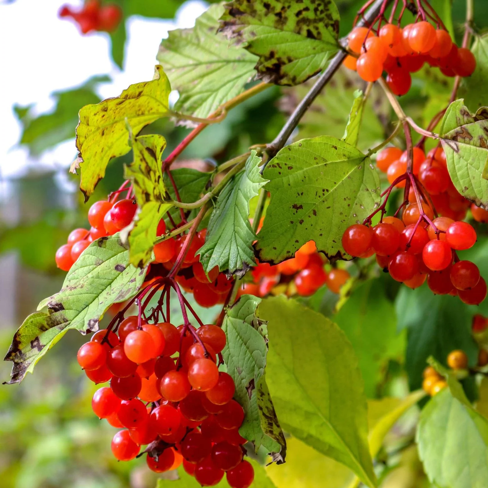 LITTLE TREE FARM - American highbush cranberry
