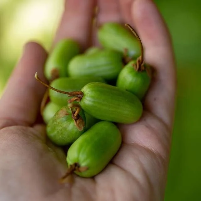 Hardy Kiwi - Little Tree Farm