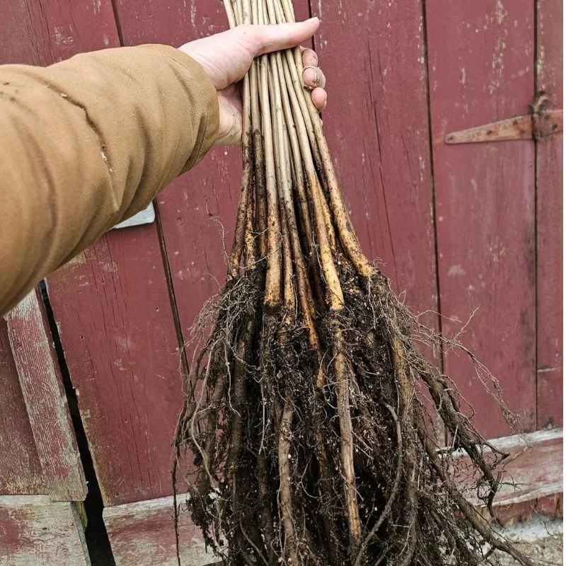 bare root saplings