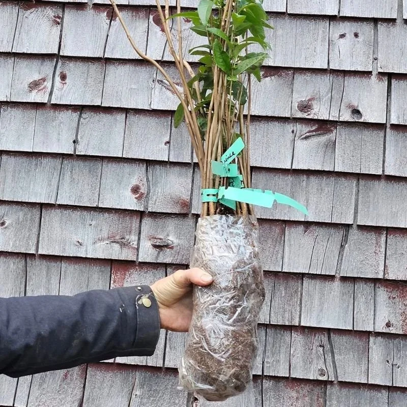 bare root saplings package