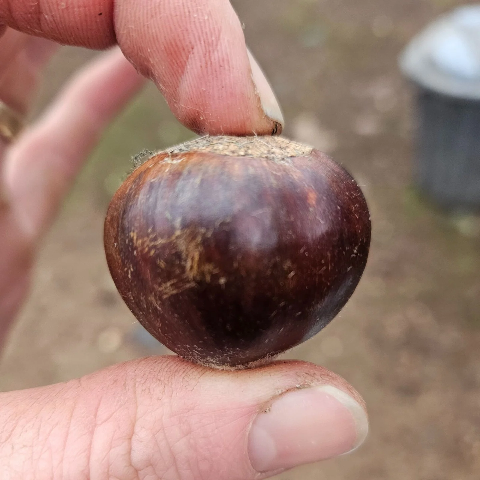 Chestnut Tree - Little Tree Farm