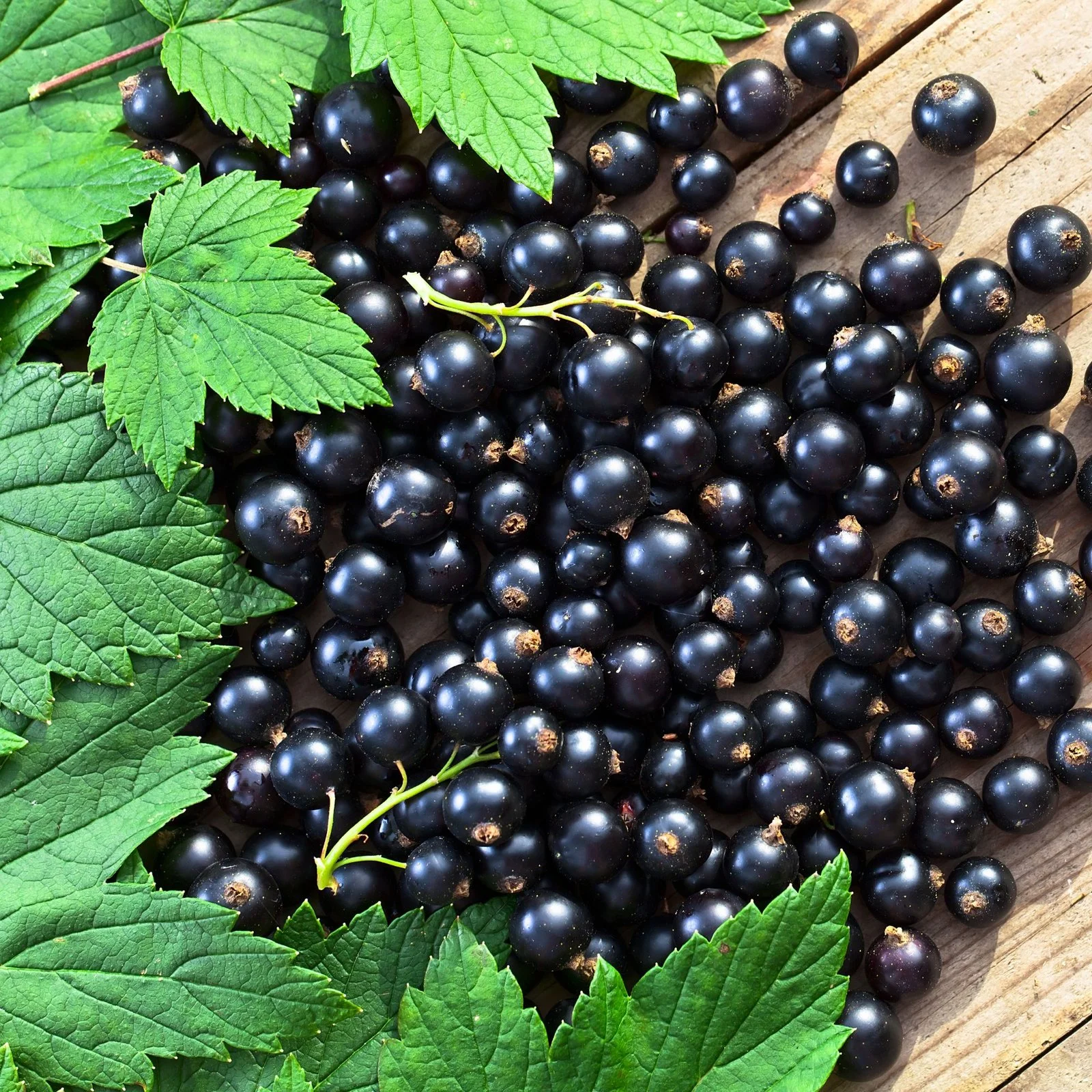Choose plants,Black currant- Little Tree Farm