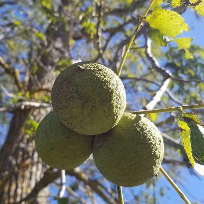 Black-Walnut- Little Tree Farm