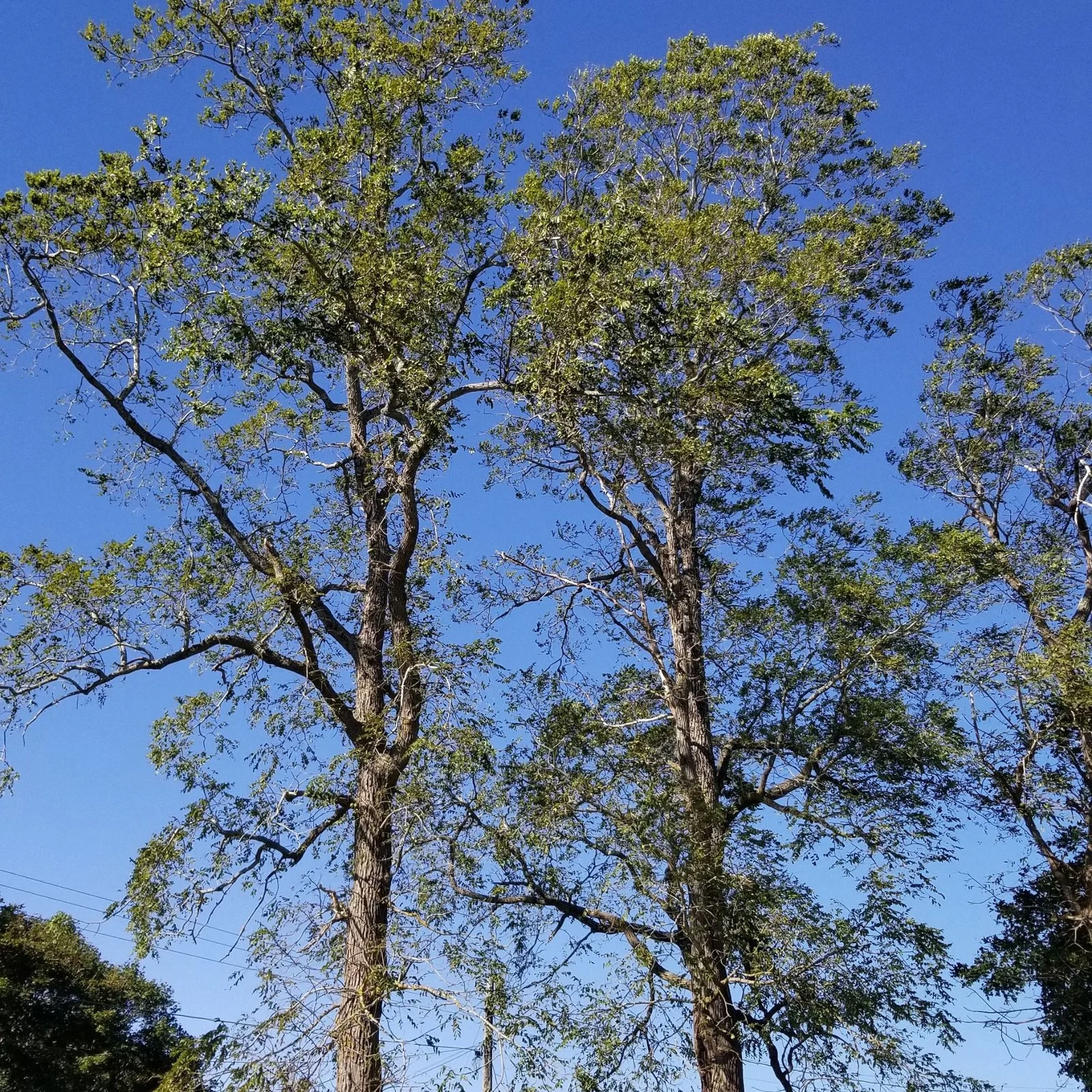 black walnut trees