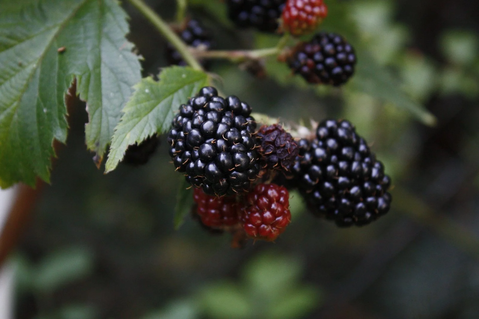 Little Tree Farmns-Blackberry