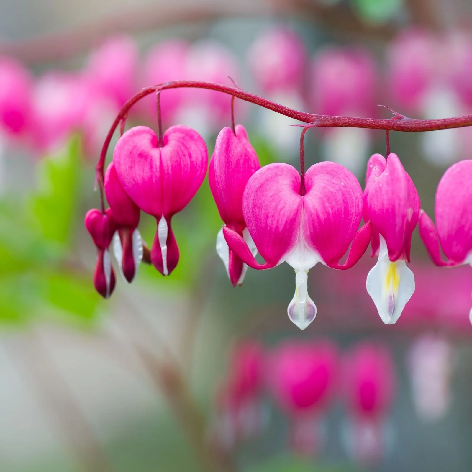 bleeding heart