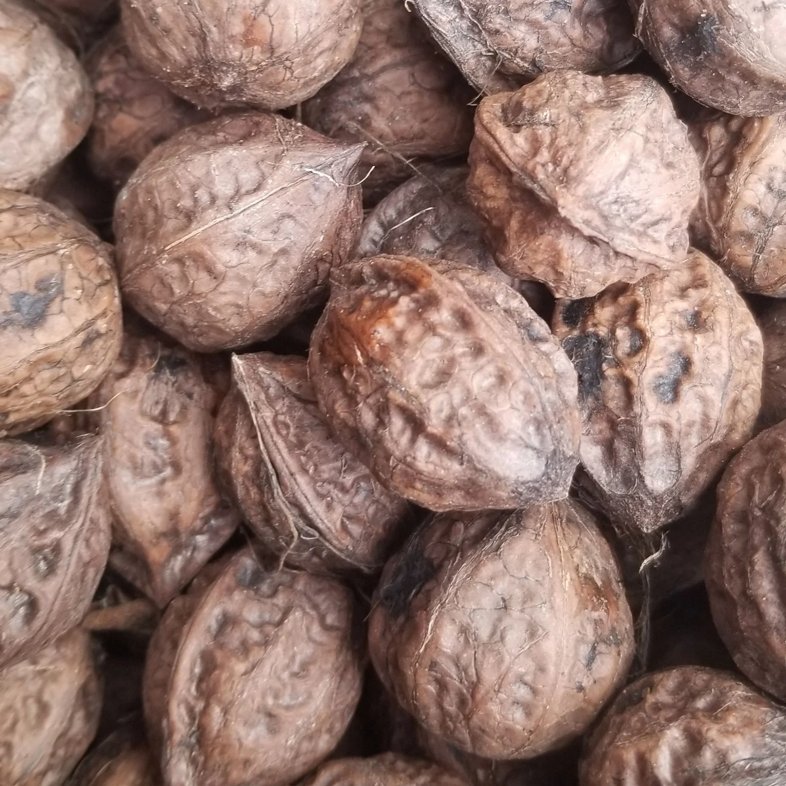 buartnut