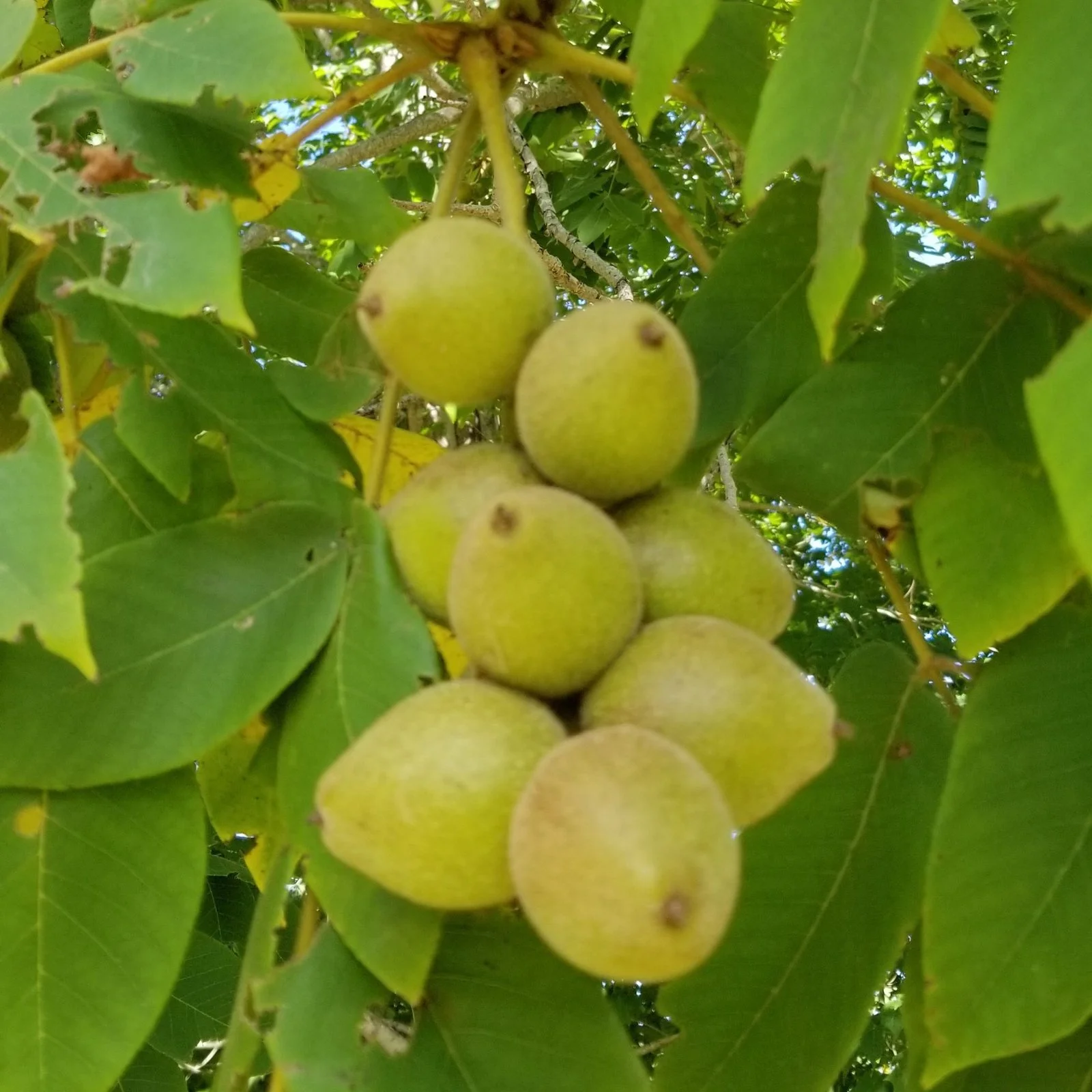 buartnut fruit