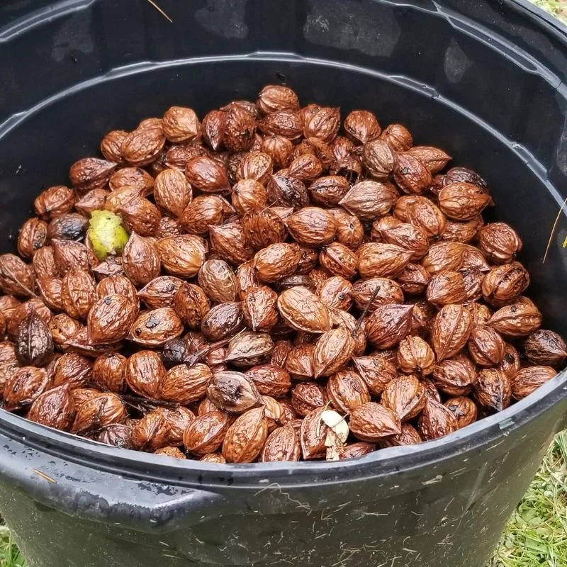 Buartnut Tree - Little Tree Farm