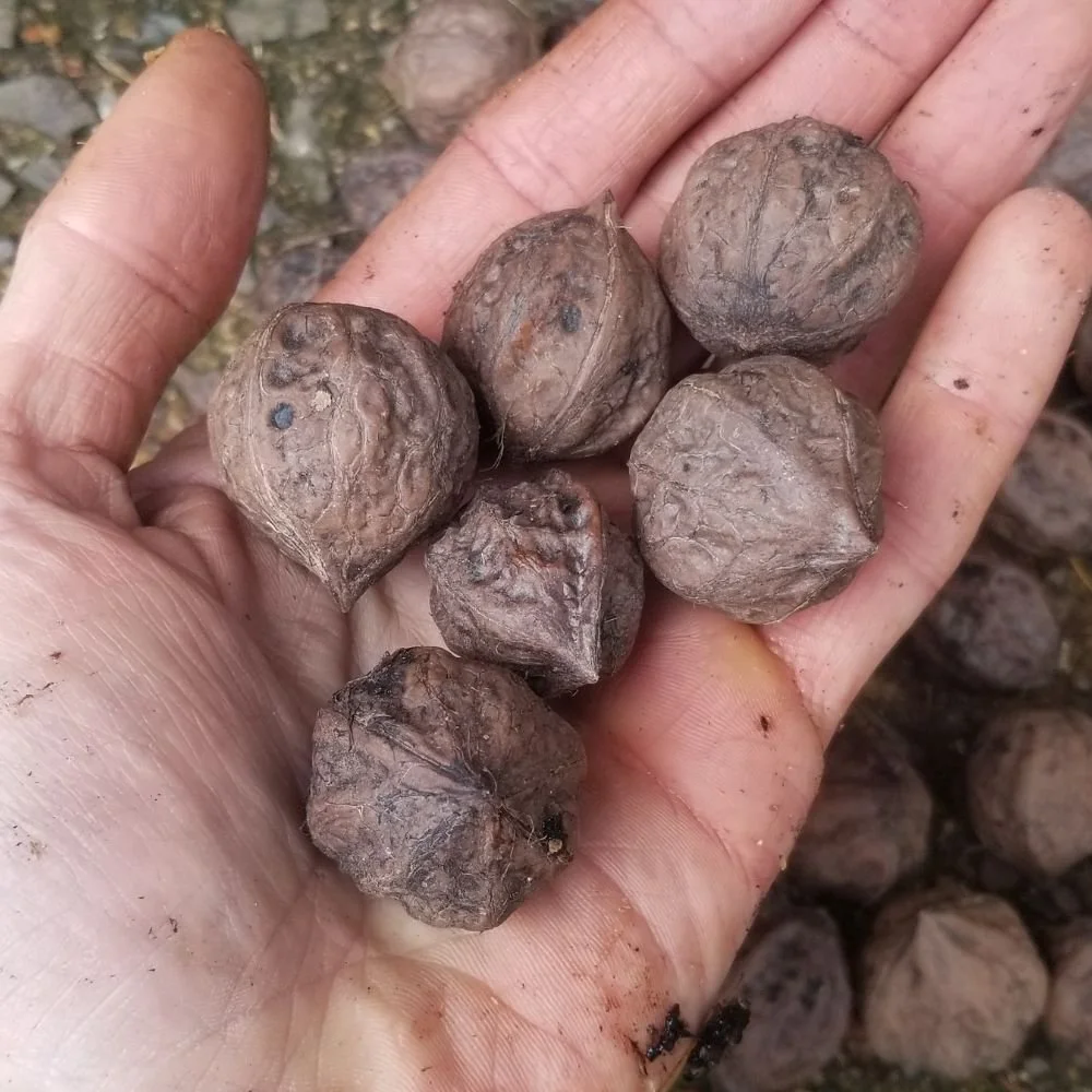 Buartnut Tree - Little Tree Farm