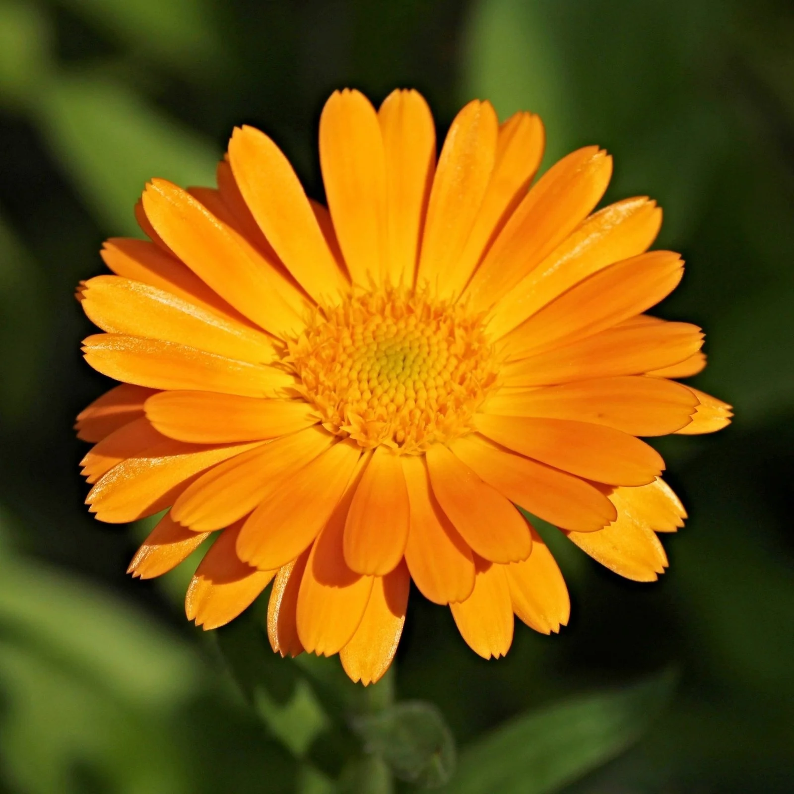 calendula