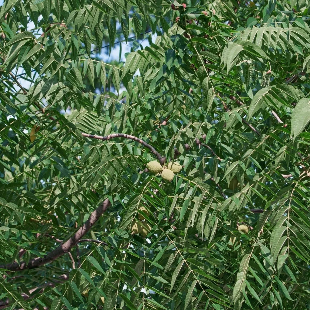 Compound walnut leaves surrounding a cluster of green nuts.