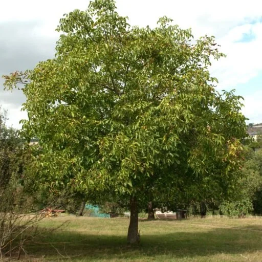 A walnut tree with a broad leafy crown growing in grass.