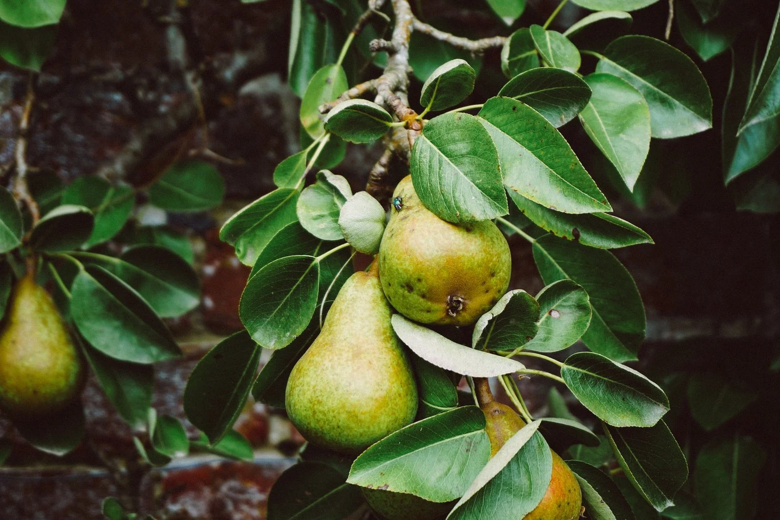 Little Tree Farmns-Hardy Pear Tree