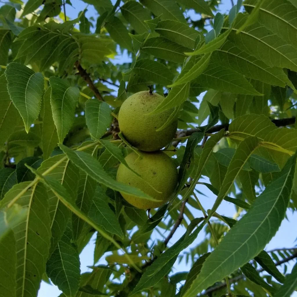 Two green-husked black walnuts on a leafy branch.