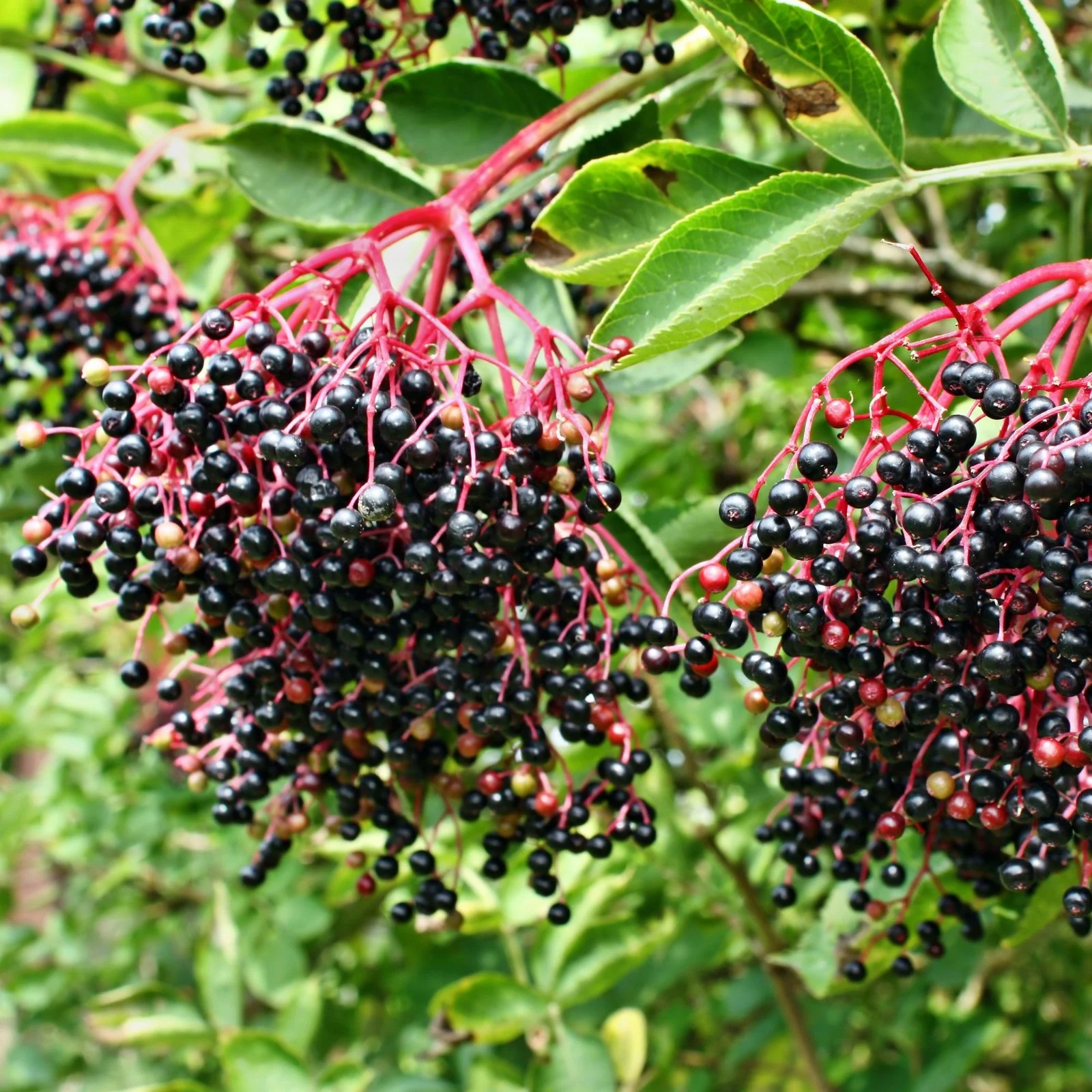 elderberry - Little Tree Farm