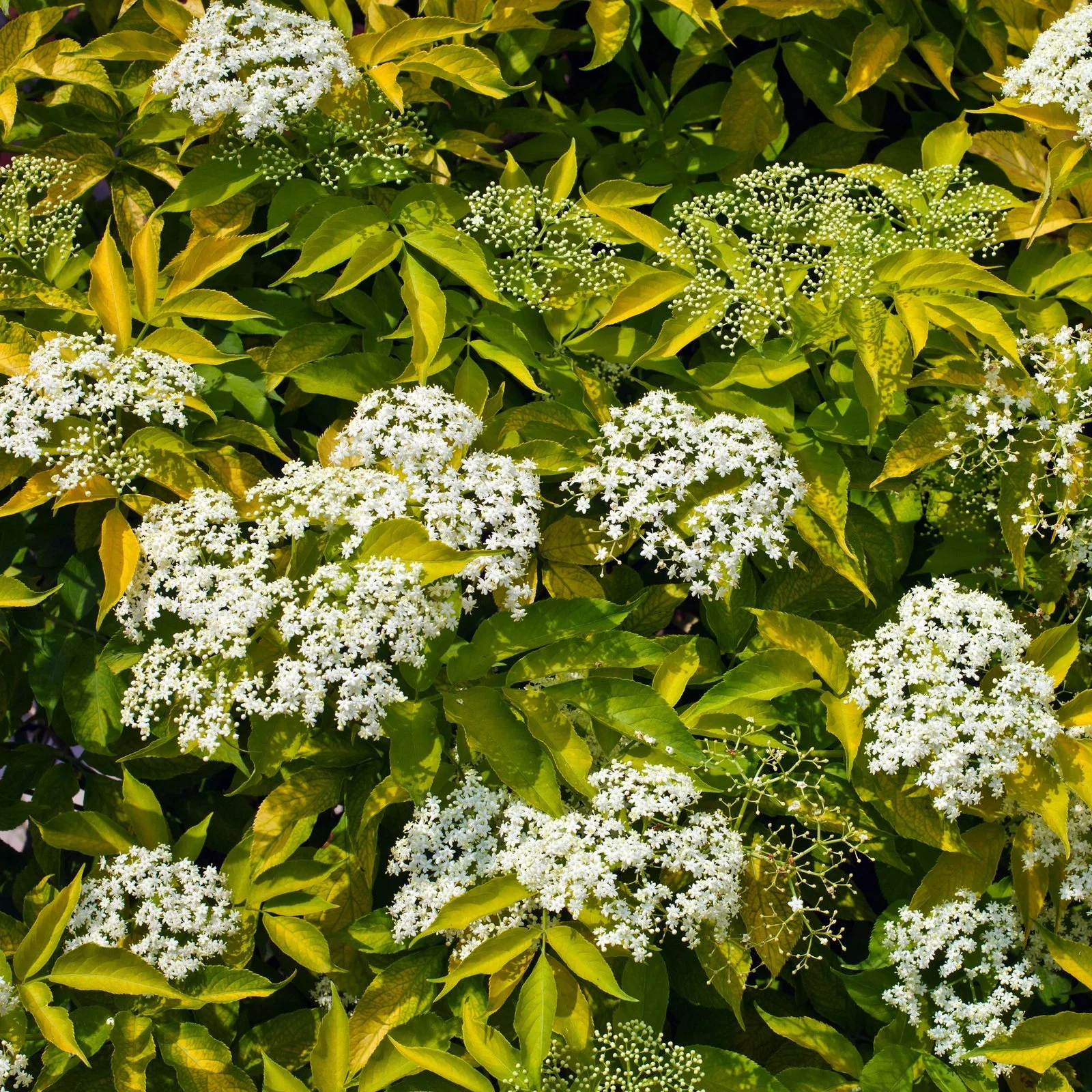 Fastest growing fruit tree in north america - Elderberry