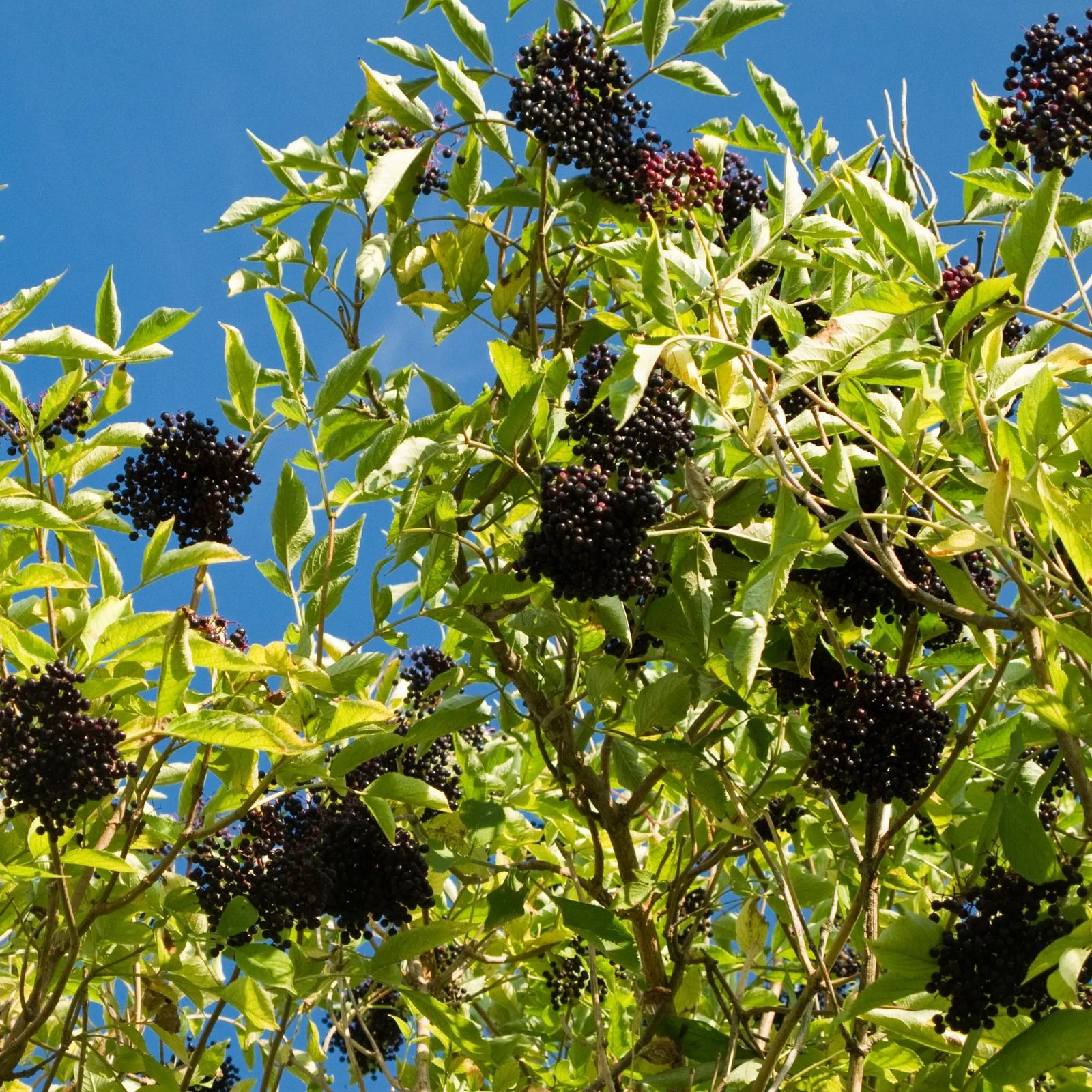 elderberry fruits - Little Tree Farm