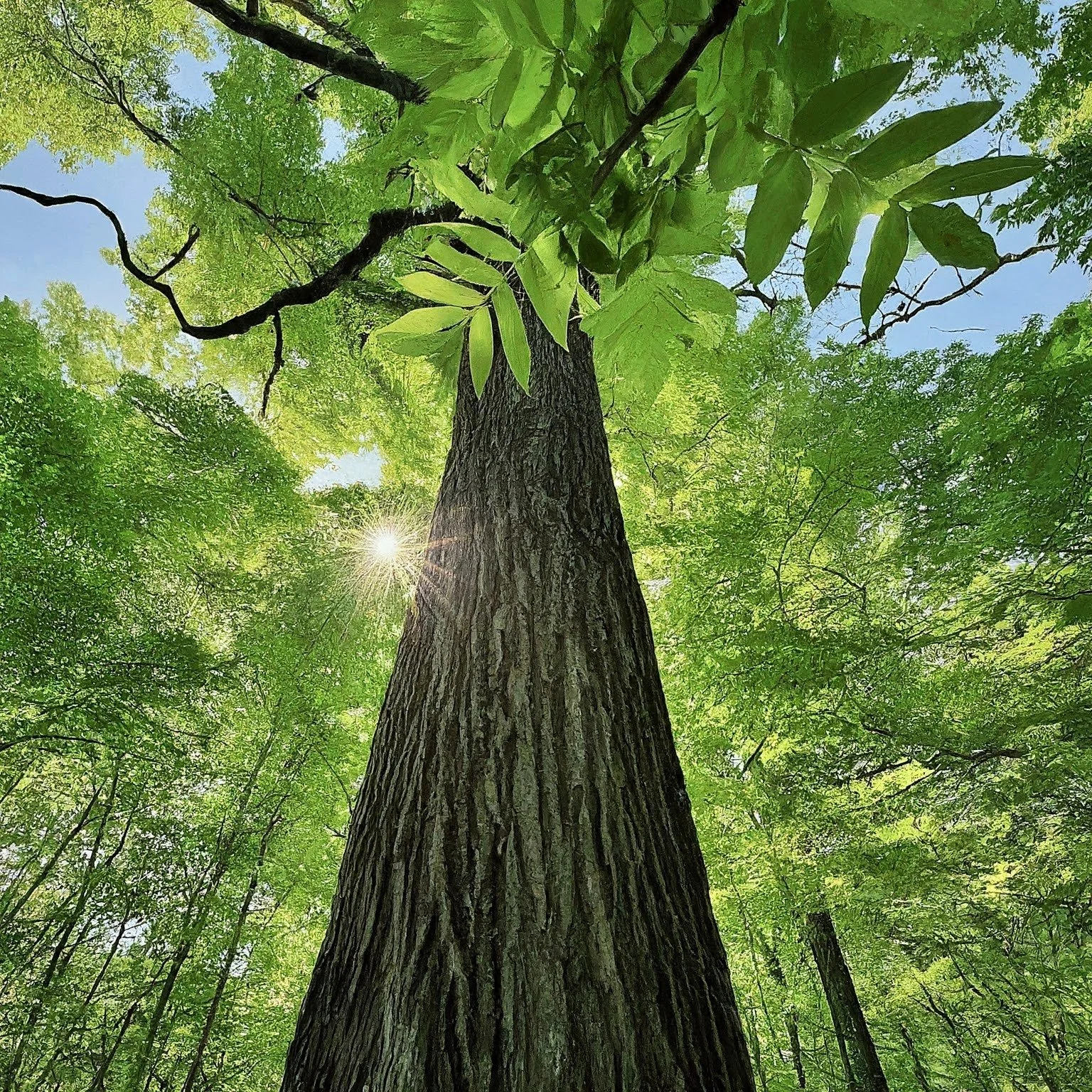 Black Walnut Tree - Little Tree Farms