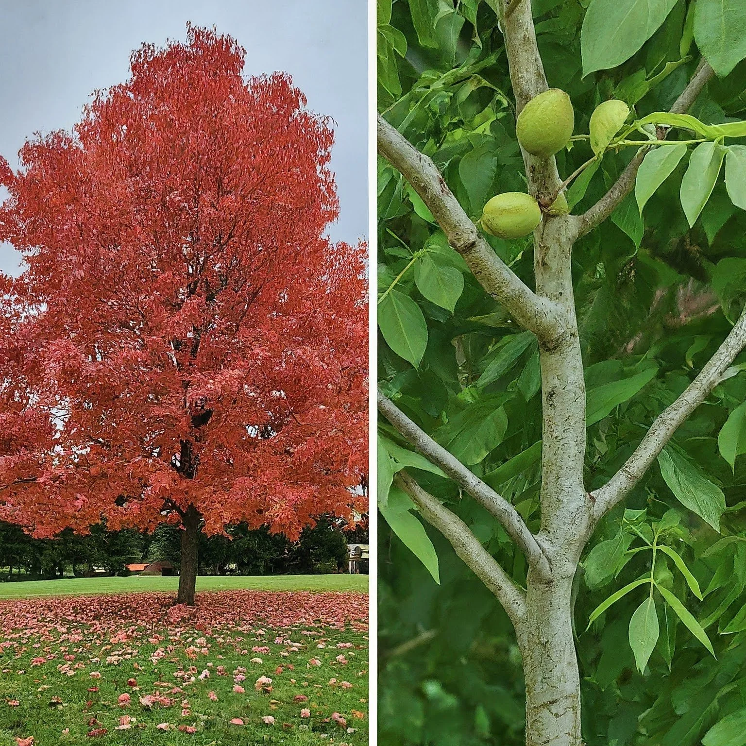 Heartnut tree and nut- Little Tree Farms