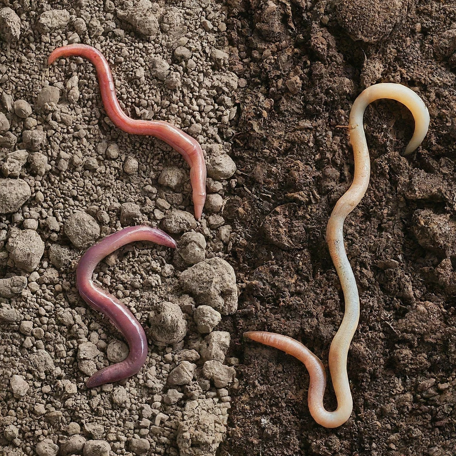Soil prep - Little Tree Farms