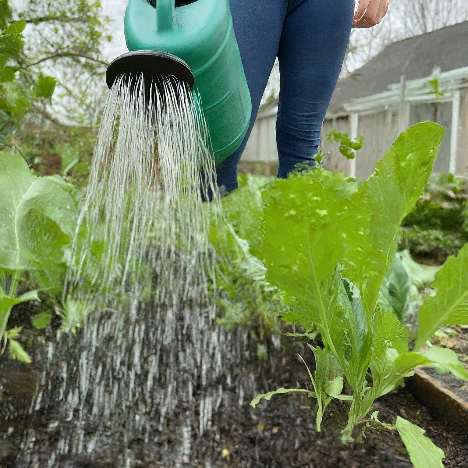 Watering- Prepare garden for Spring