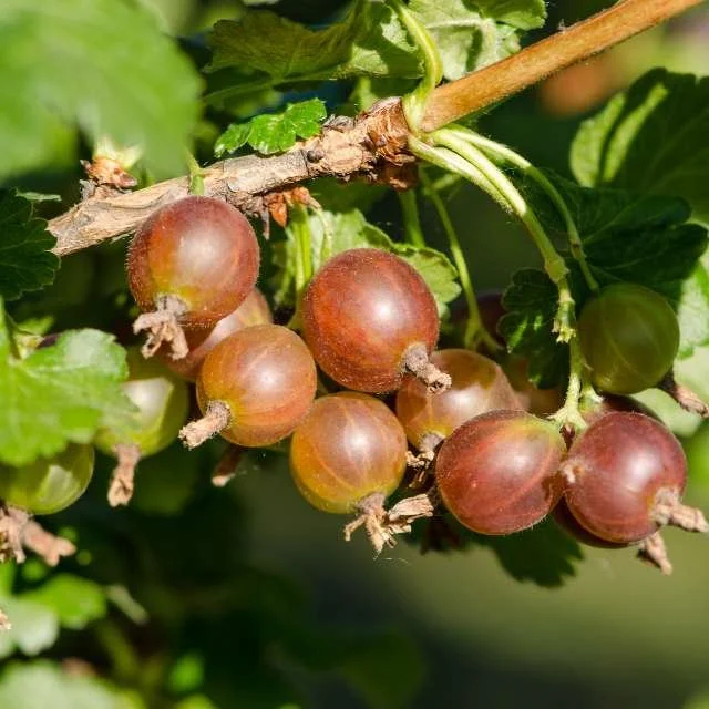 Ripe Gooseberry - Gooseberry Plant - Little Tree Farm