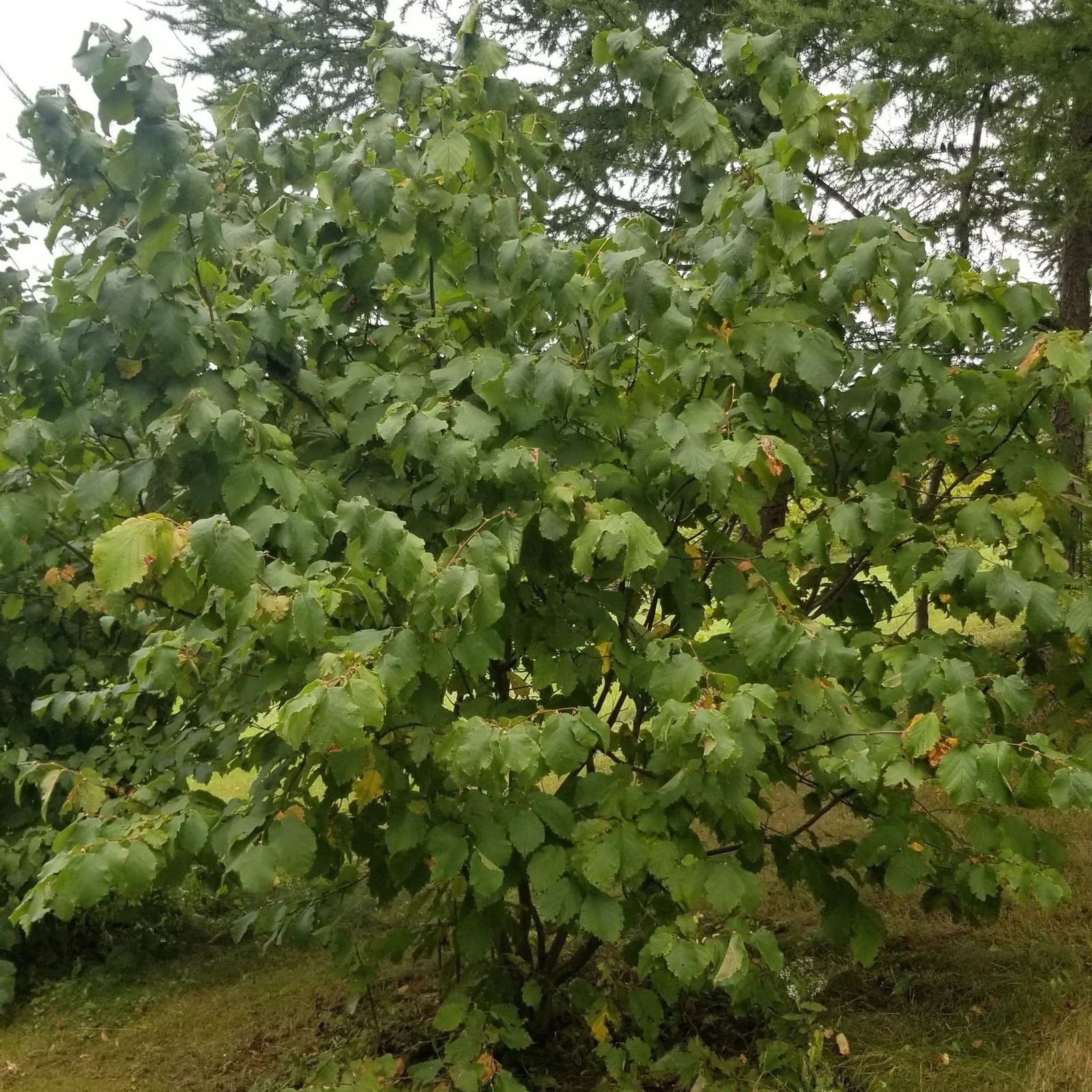 mature hazelnut tree