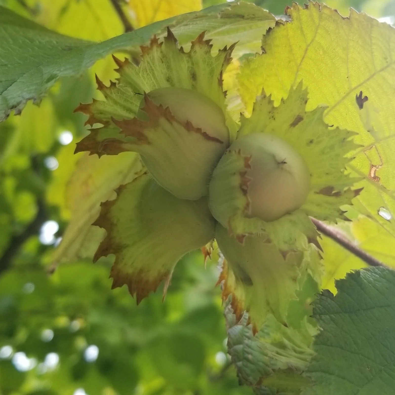 hazelnut