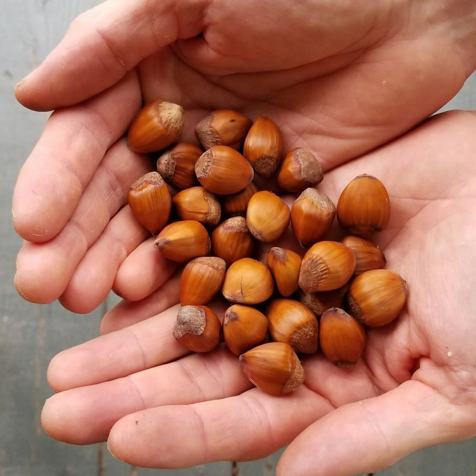 hazelnut tree - Little Tree Farm