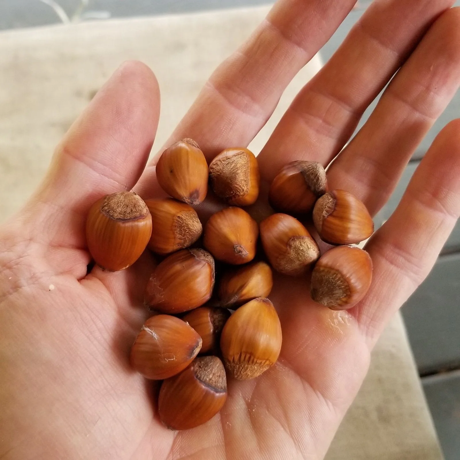 man holding hazelnuts