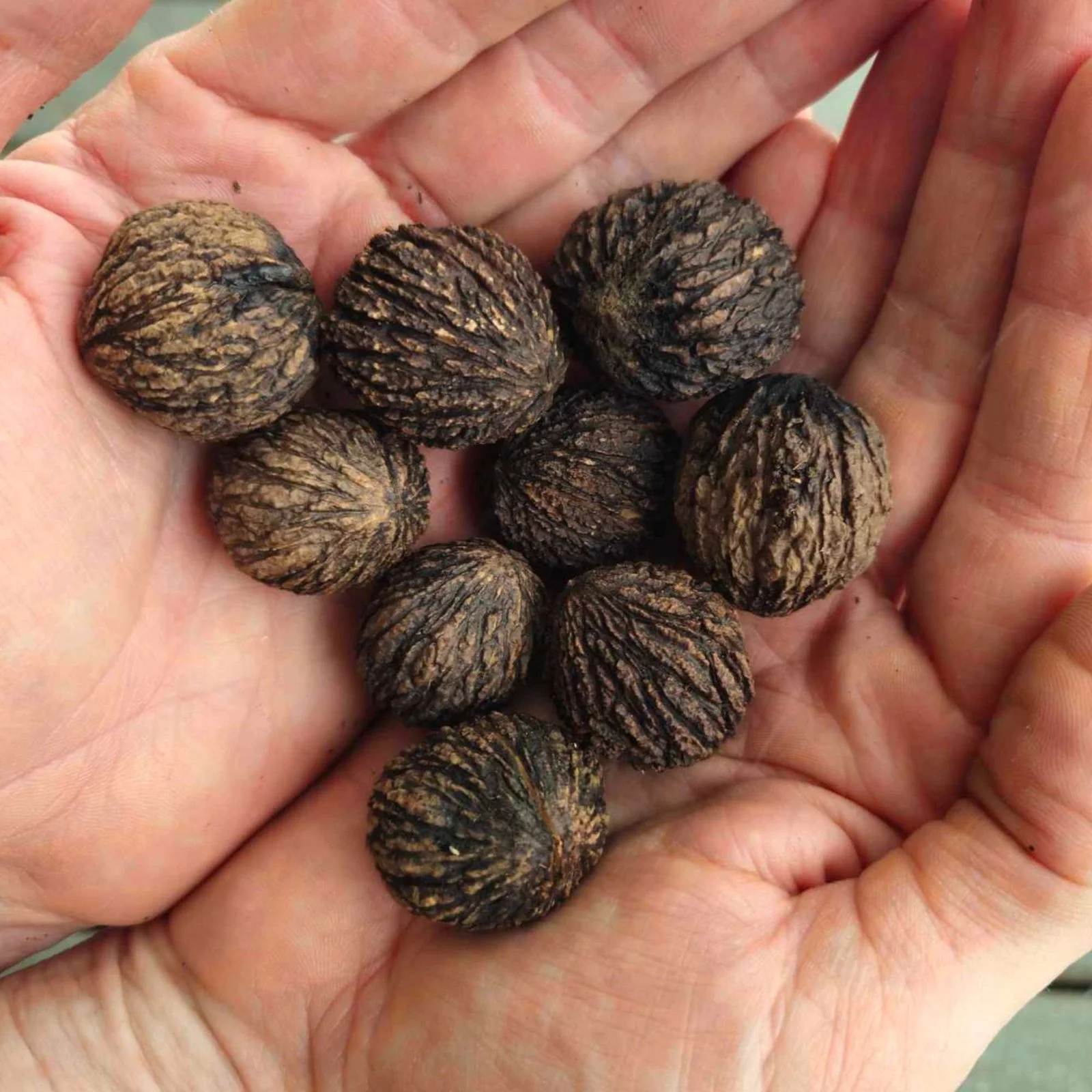 Husked Black walnuts - Little Tree Farm