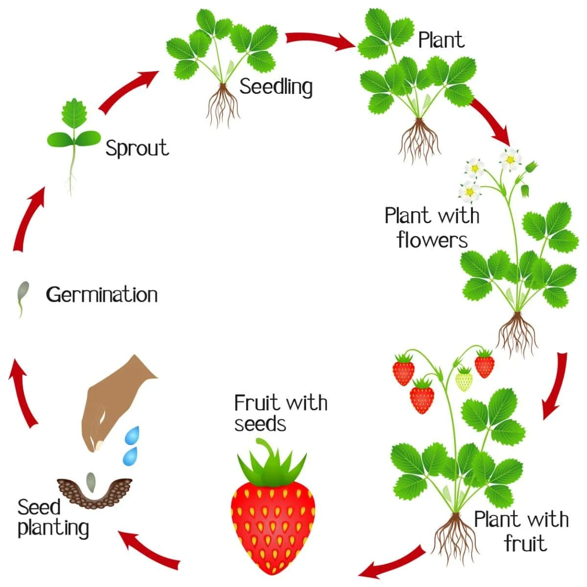 Little Tree Farmns-Lifecycle of berry plants