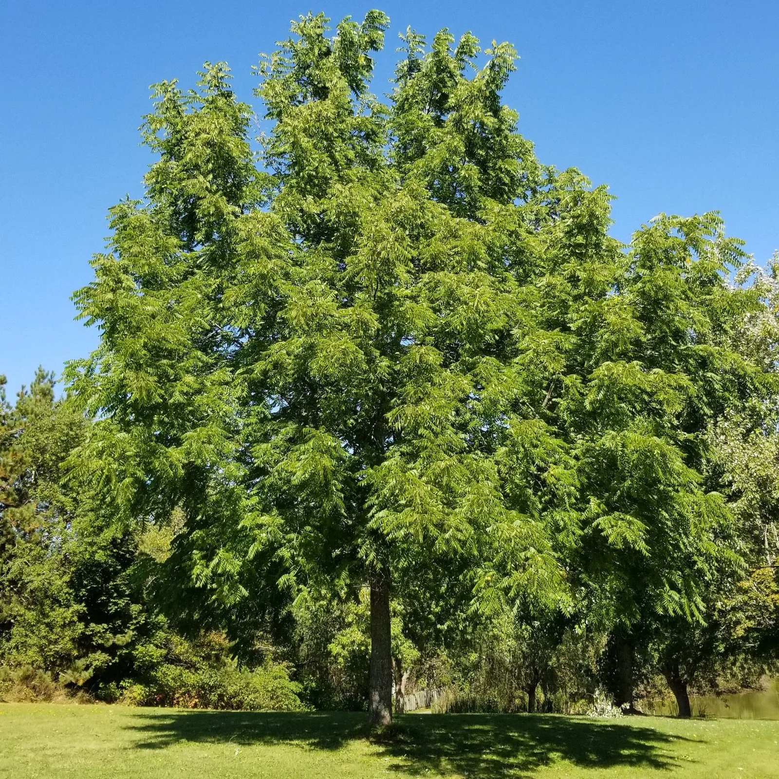 Mature Black Walnut Tree Nova Scotia - Little Tree Farm