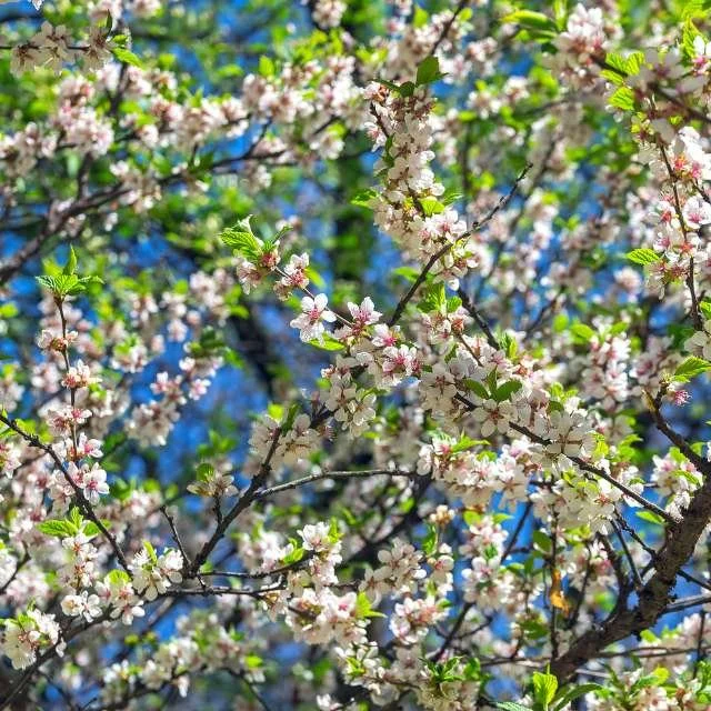 nanking cherry bush in flower