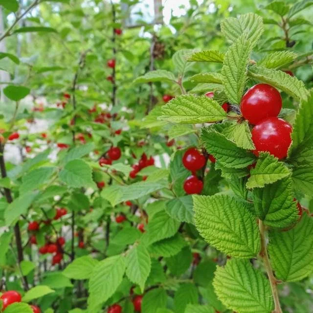 nanking cherry ripe fruit