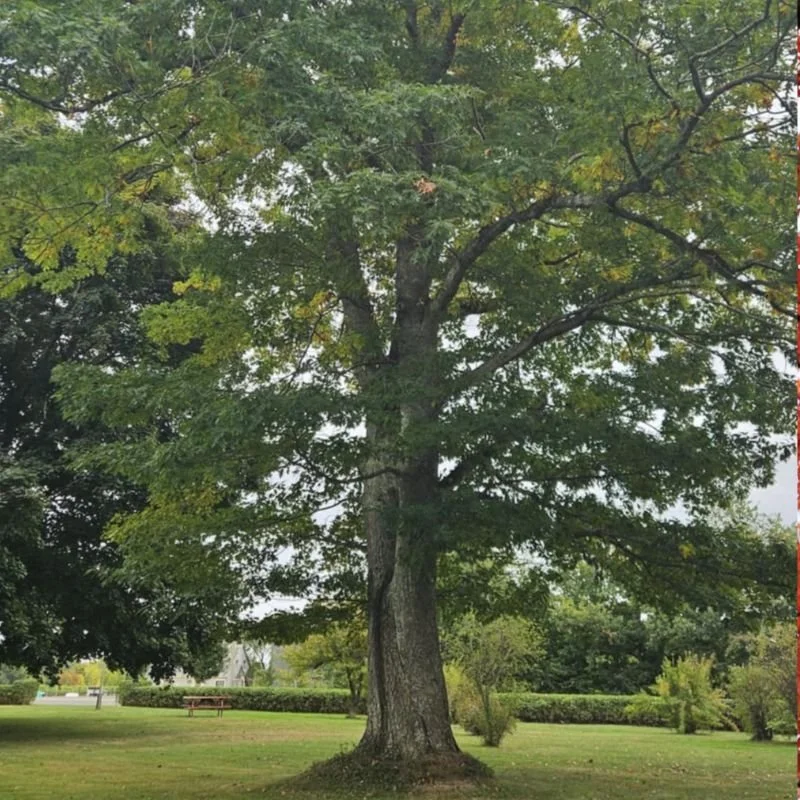 North Red Oak - Little Tree Farm