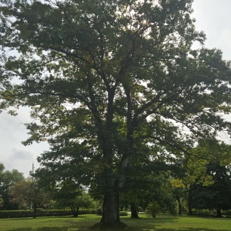 Northern Red Oak - Little Tree Farm