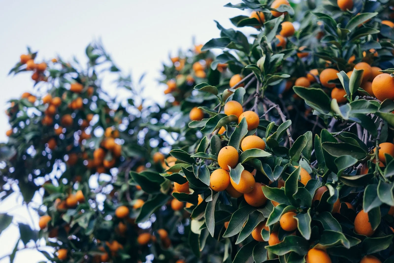 Little Tree Farmns- Hardy Apricot Trees