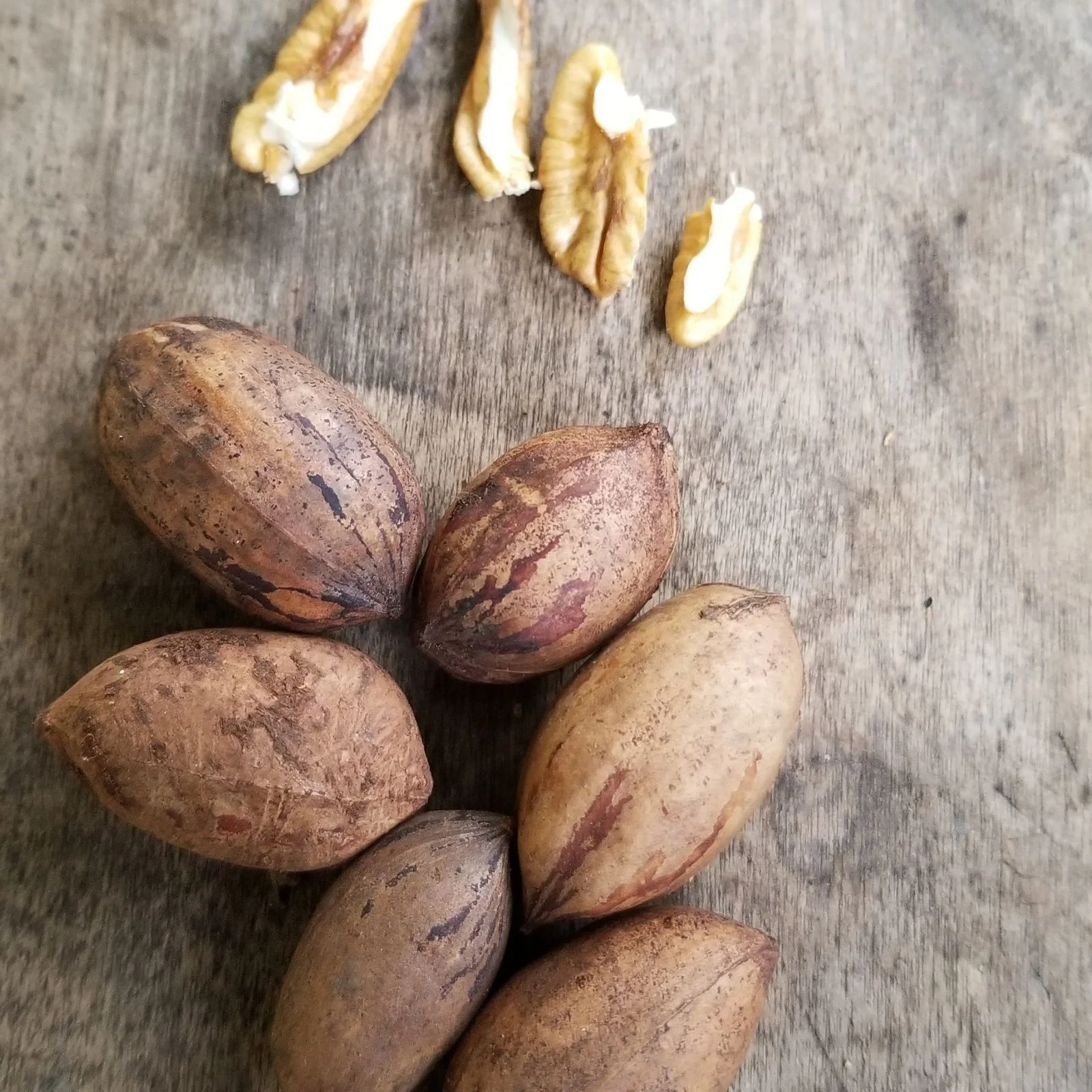 pecan nuts