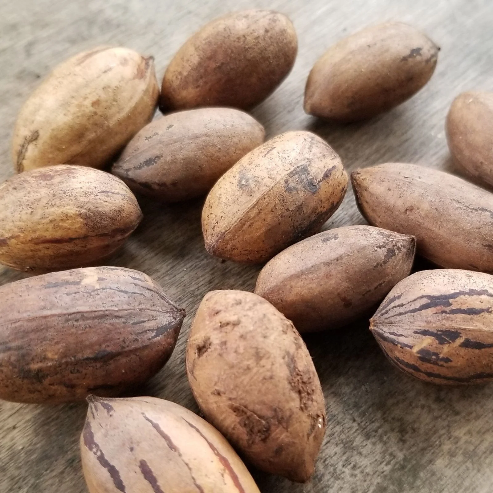 Pecan Tree - Little Tree Farm