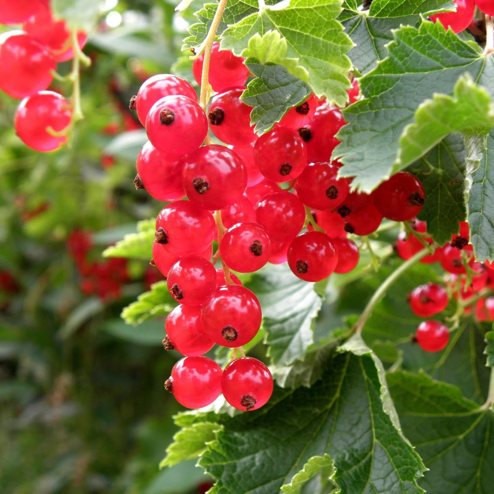 Red Currant - Little Tree Farm