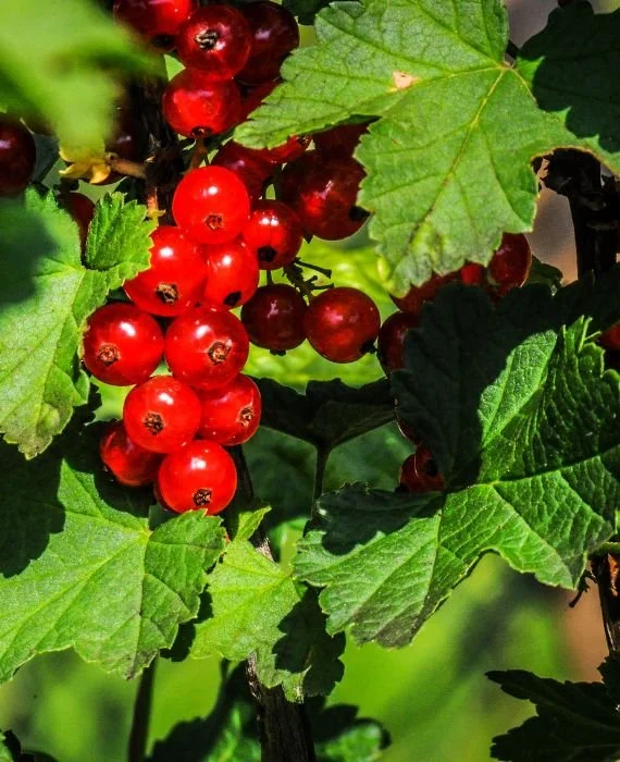 red-currant
