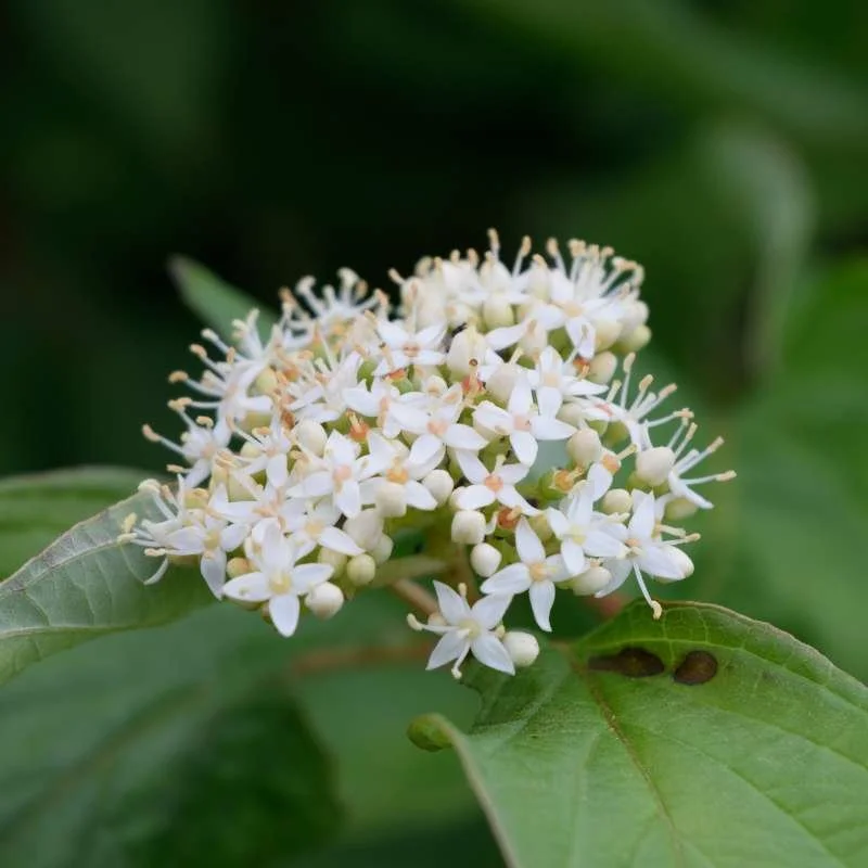 Red Osier Dogwood Flowers - Red osier dogwood - Little Tree Farm