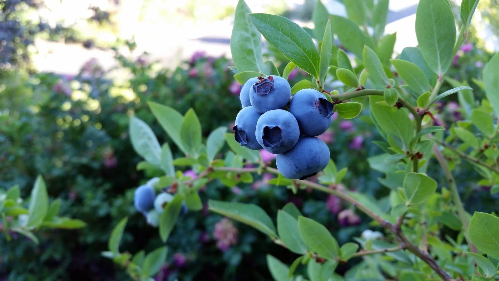 Little Tree Farmns-Blueberry