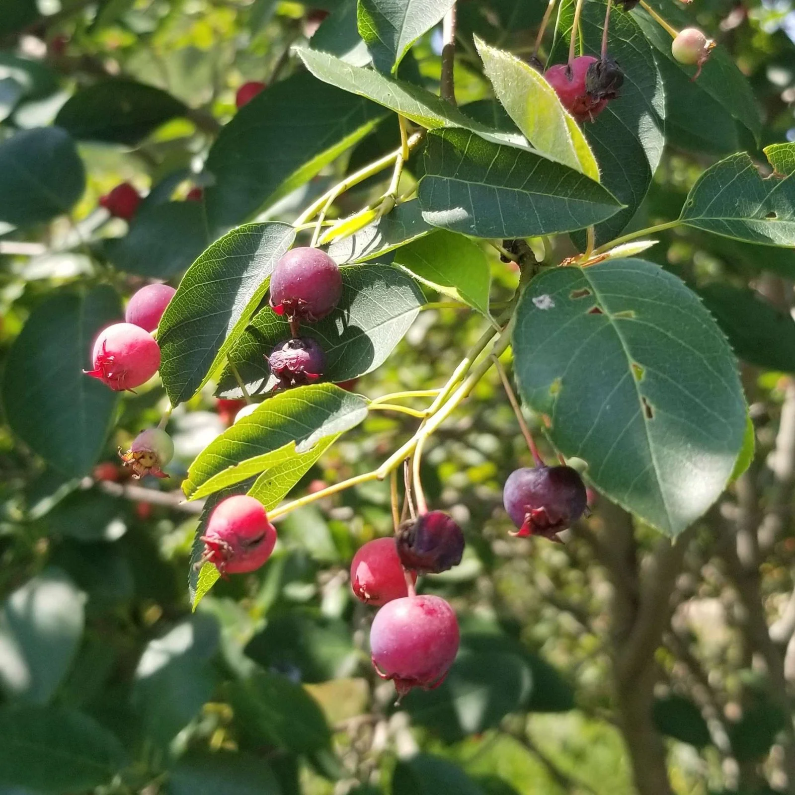 serviceberry fruits - Saskatoon Berry - Little Tree Farm