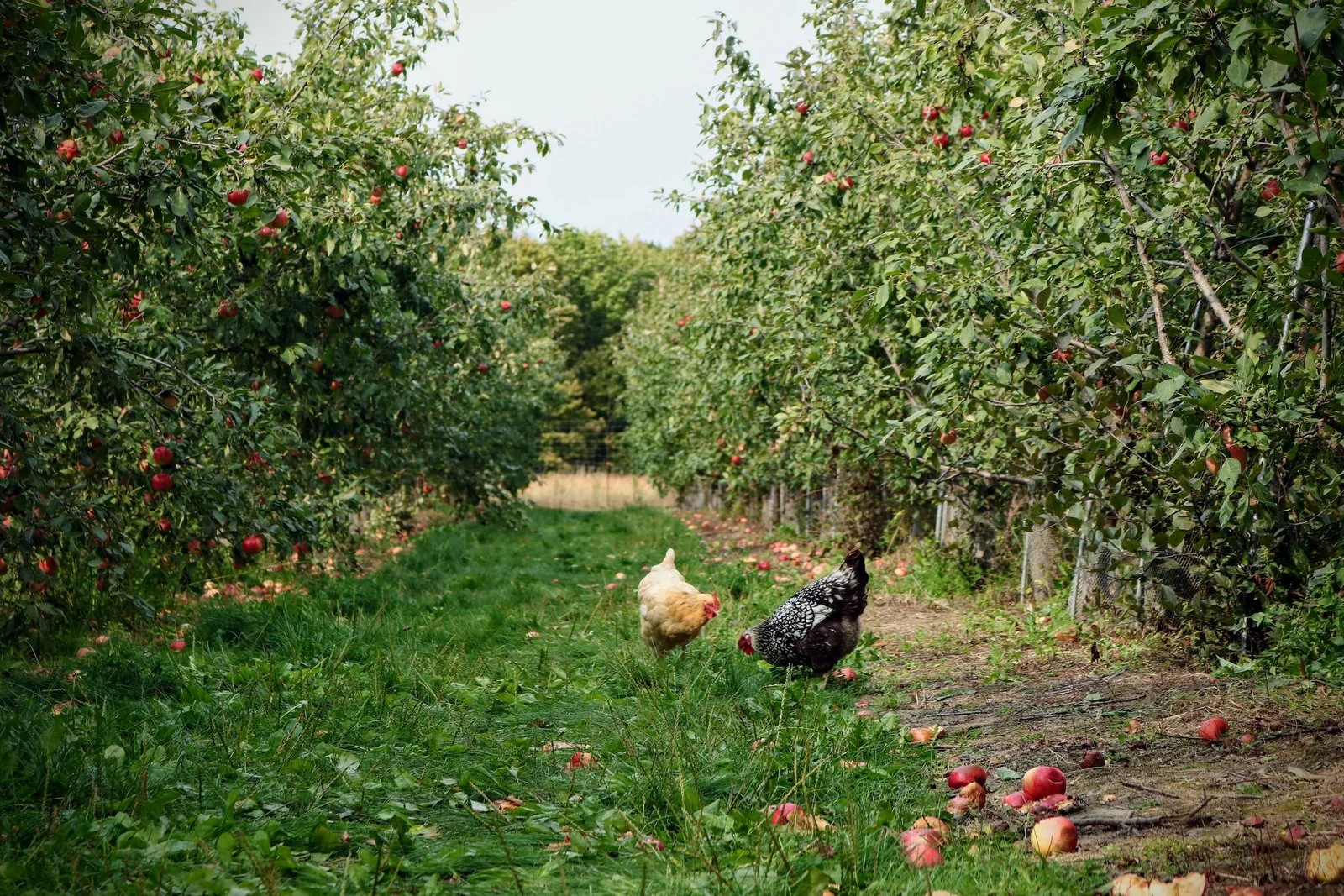Little Tree Farmns- Hardy Apple Trees