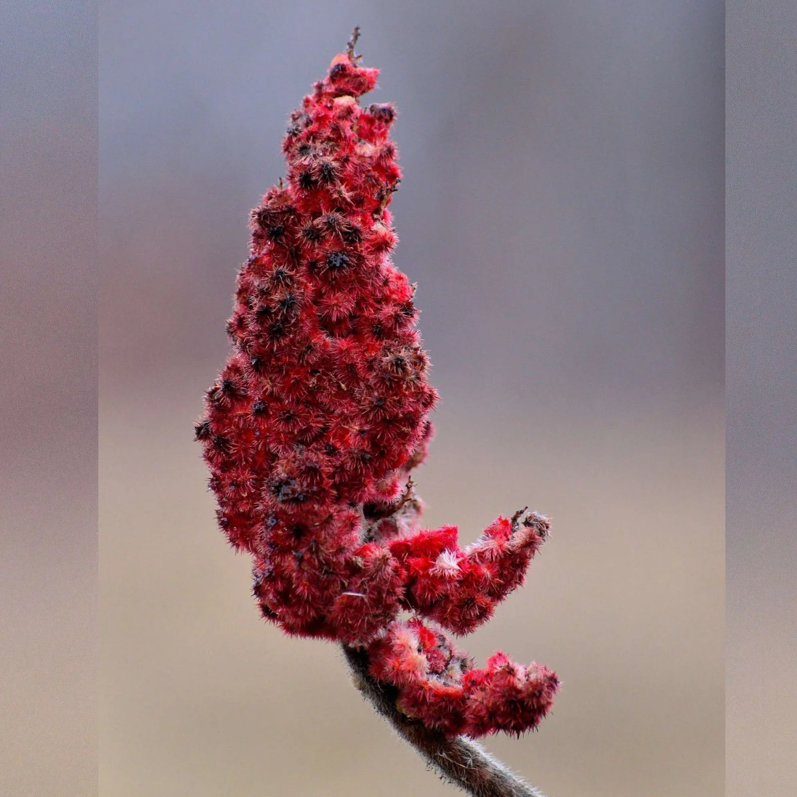 Staghorn Sumac - Little Tree Farm