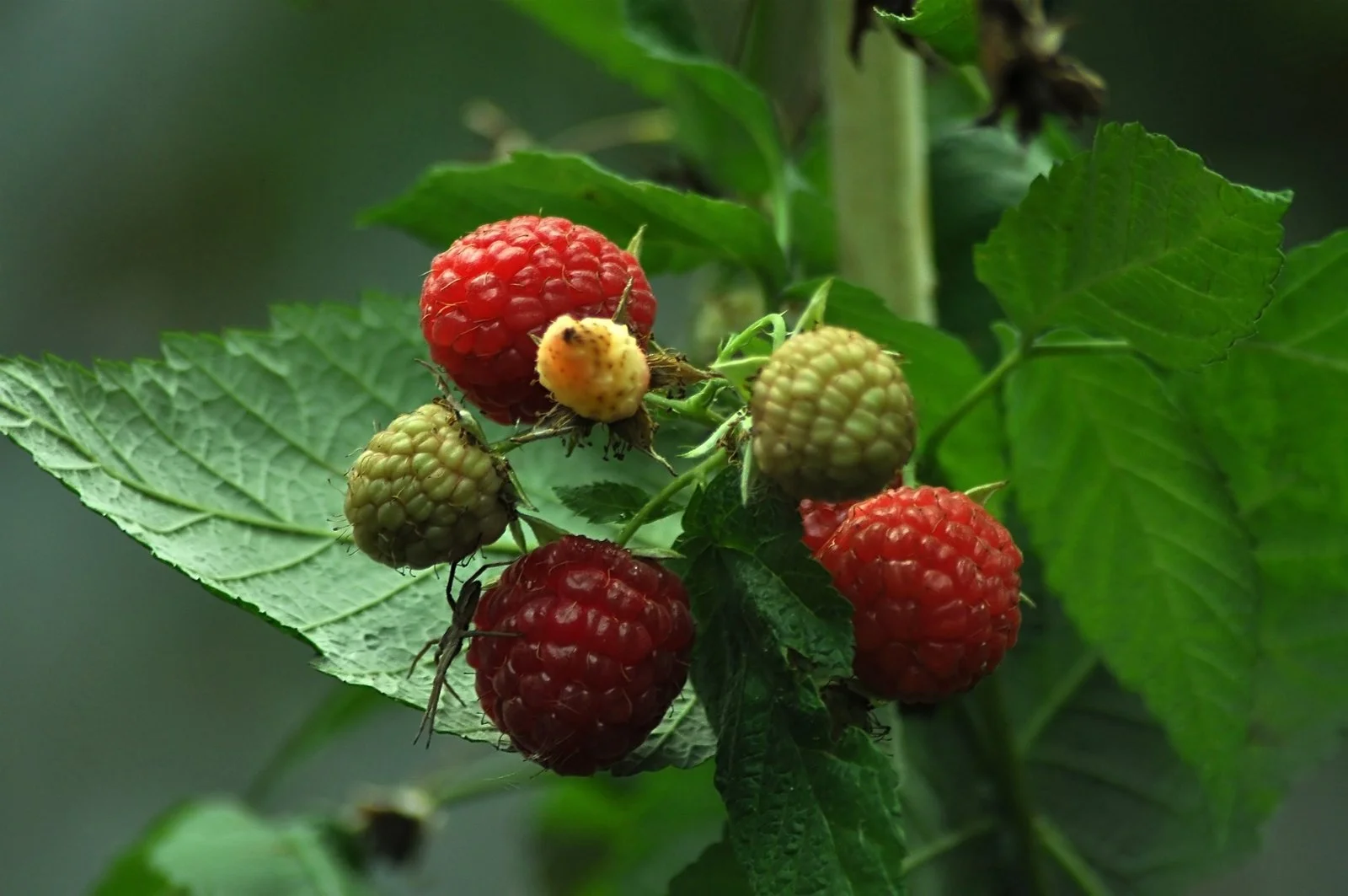 Little Tree Farmns-Raspberry