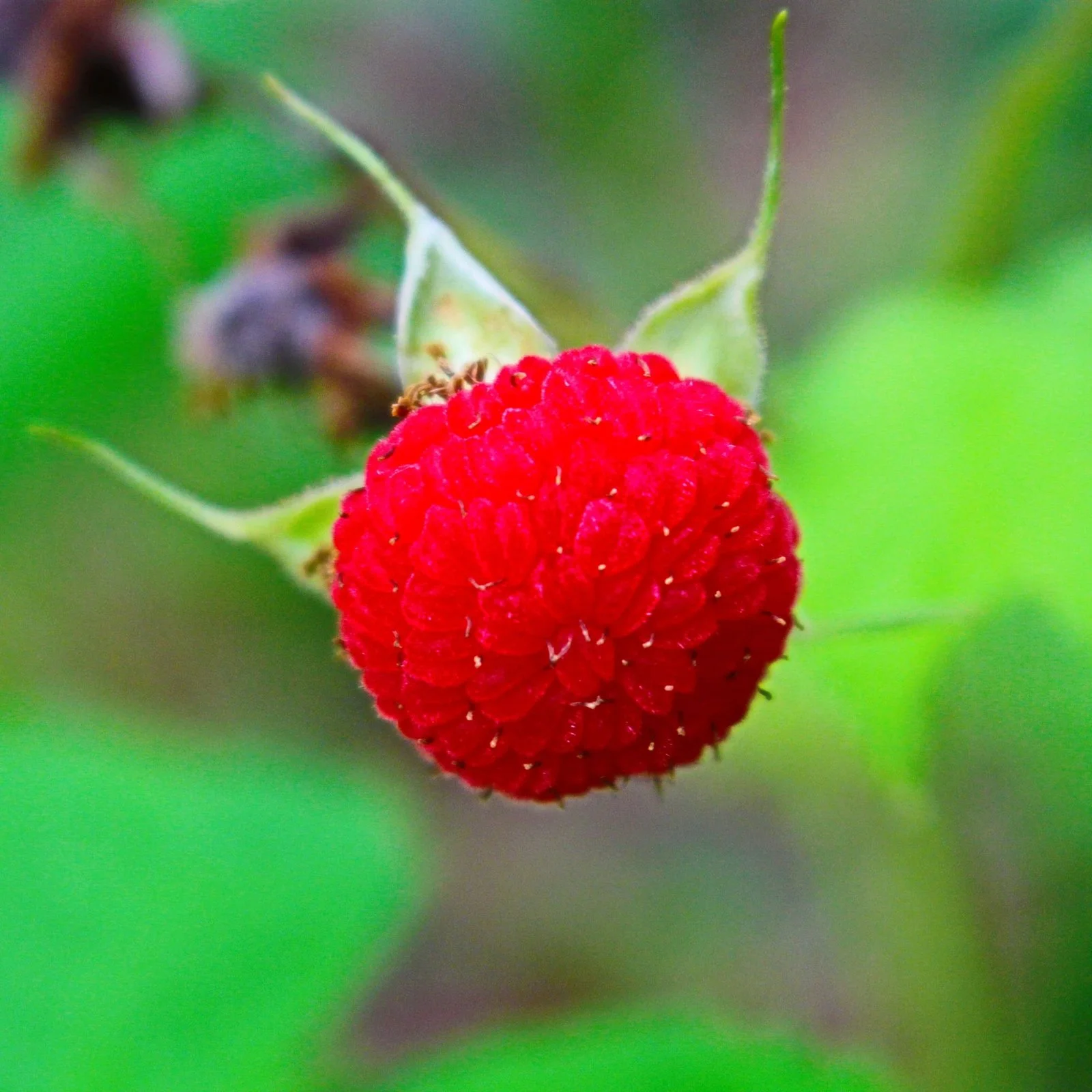 Thimbleberry - Little Tree Farm